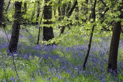 Bluebells in Ashwick - Photo Jon Durrant